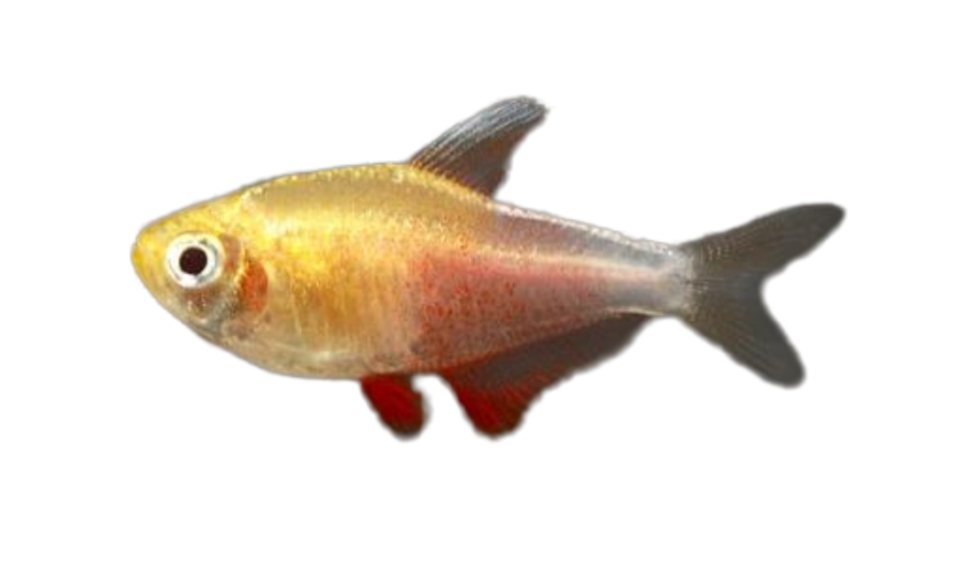 Orange Von Rio (Hyphessobrycon Flameus) Live Nano Freshwater Aquarium Fish