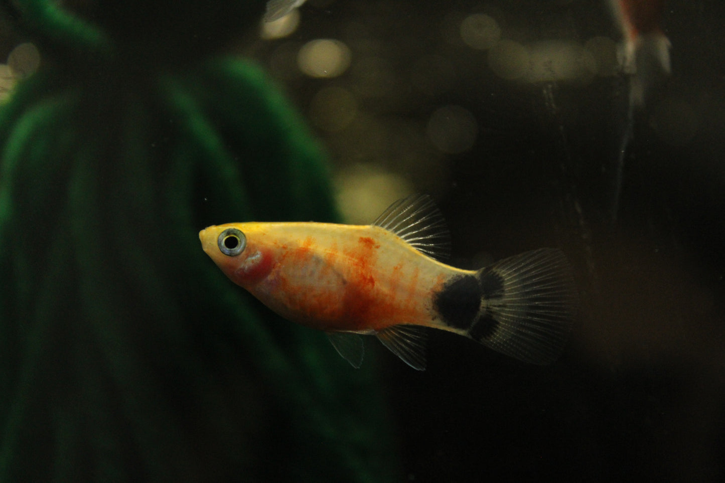 Red Tiger Platy (Xiphophorus Maculatus) Live Nano Freshwater Aquarium Fish