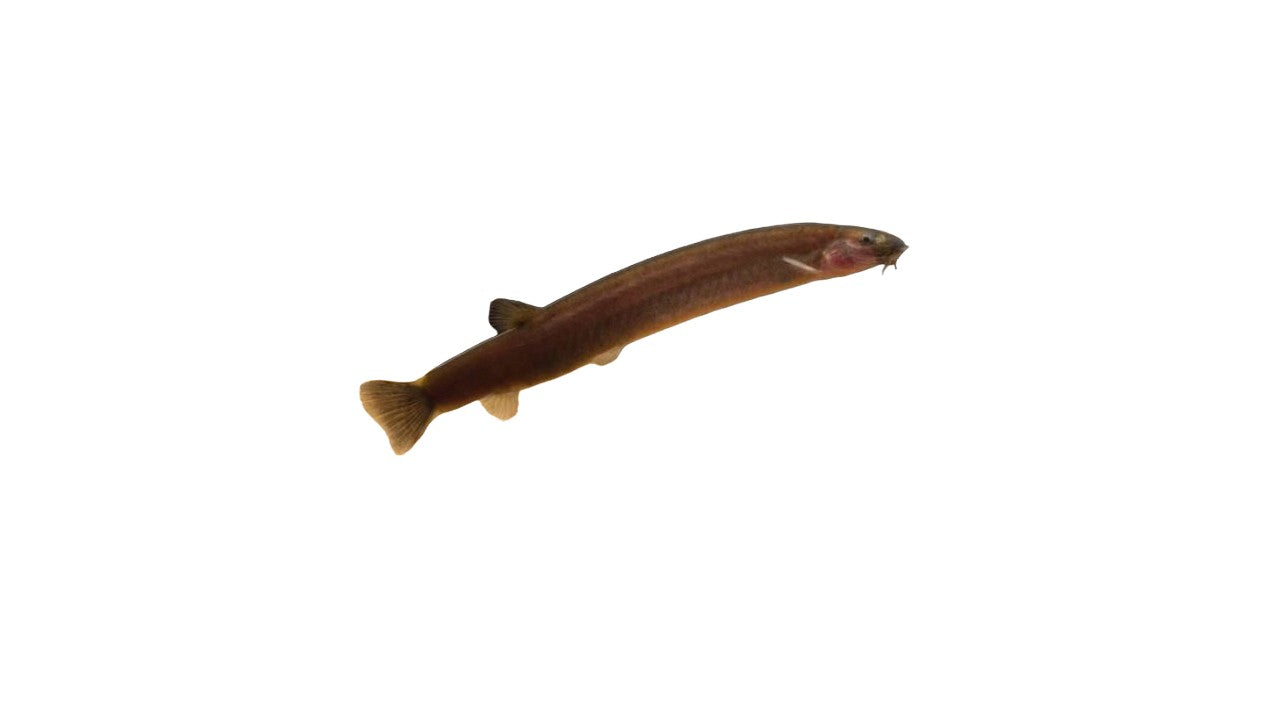 Black Kuhlii Loach (Pangio Oblonga) Live Nano Freshwater Aquarium Fish