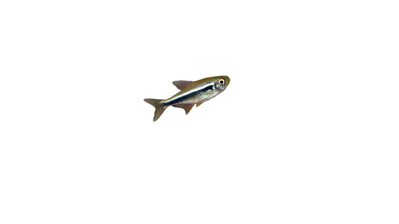 Black Neon Tetra (Hyphessobrycon Herbertaxelrodi) Live Nano Freshwater Aquarium Fish
