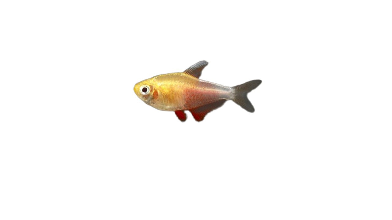Orange Von Rio (Hyphessobrycon Flameus) Live Nano Freshwater Aquarium Fish