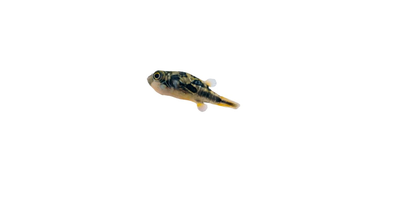 Pea Puffer (Carinotetraodon Travancoricus) Live Nano Freshwater Aquarium Fish