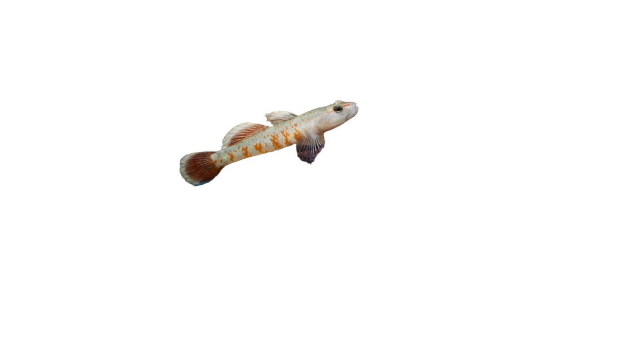 Rhino Zhoui (Rhinogobius Zhoui) Live Nano Freshwater Aquarium Fish