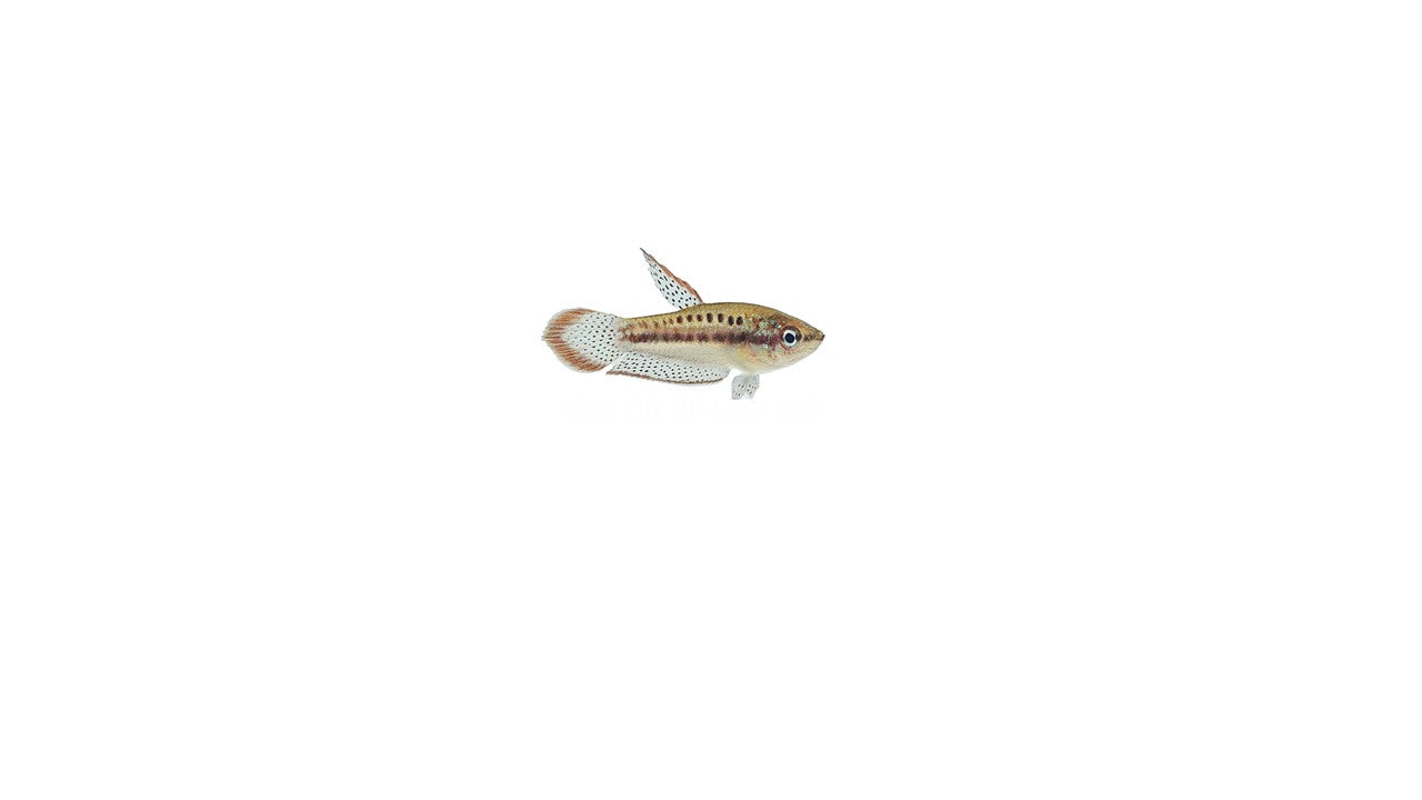 Sparkling Gourami (Trichopsis Pumila) Live Nano Freshwater Aquarium Fish