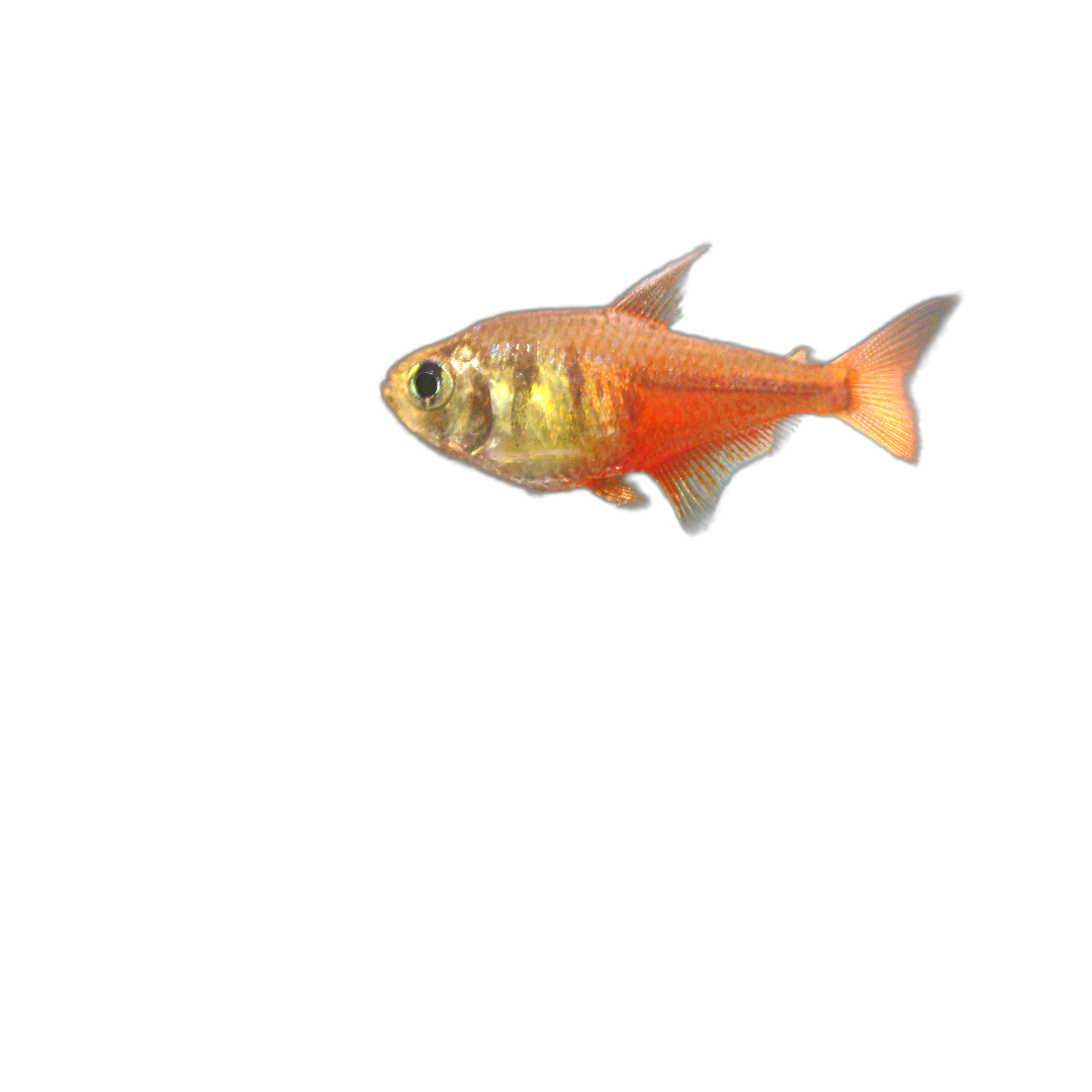 Von Rio Flame Tetra (Hyphessobrycon flameus) Live Nano Freshwater Aquarium Fish