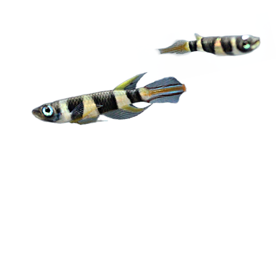Clown Killifish (Epiplatys annulatus) Live Nano Freshwater Aquarium Fish