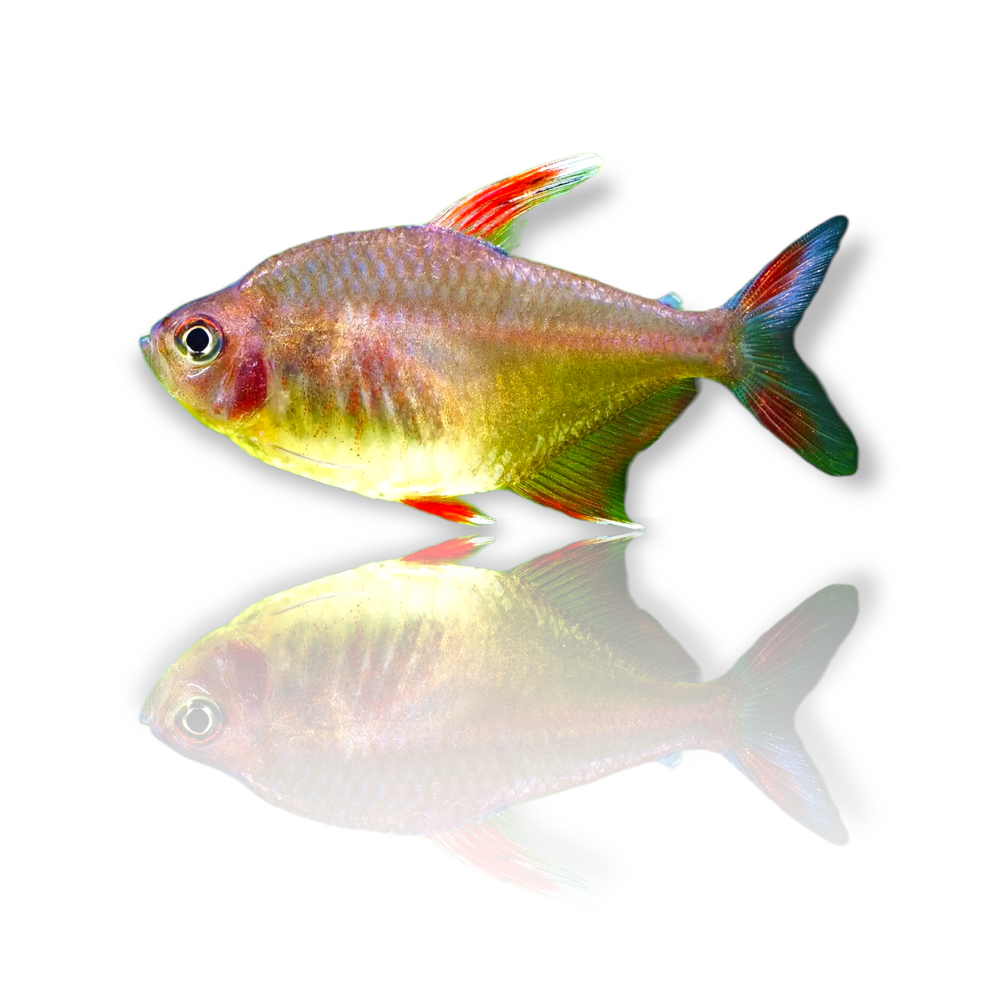 Rosy Tetra (Hyphessobrycon Rosaceus) Live Nano Freshwater Aquarium Fish