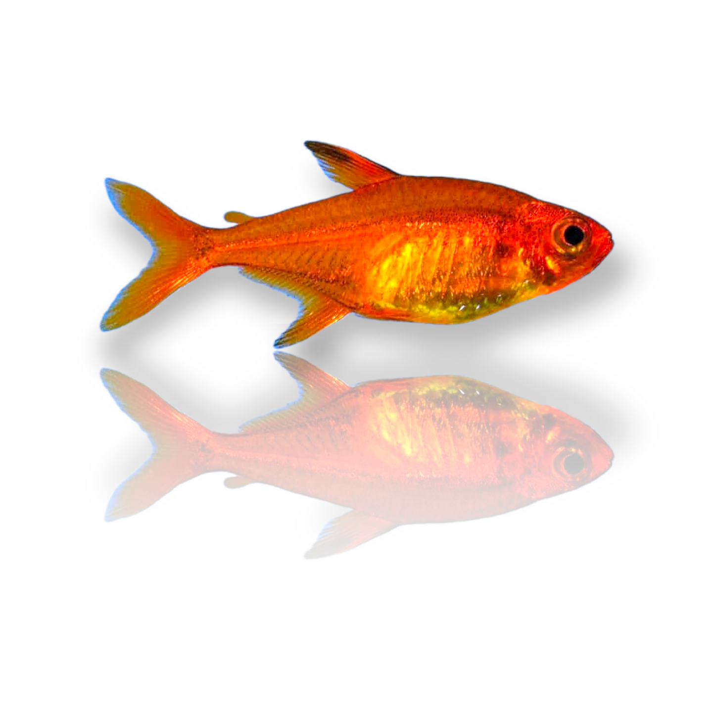 Ember Tetra (Hyphessobrycon Amandae) Live Nano Freshwater Aquarium Fish