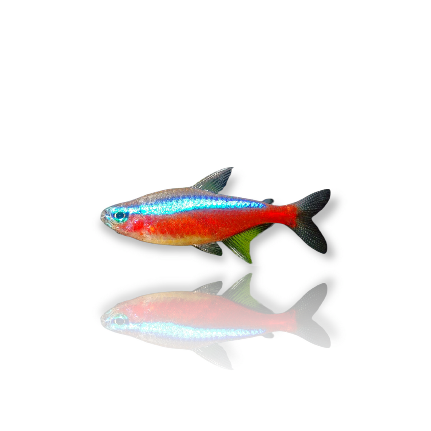 Cardinal Tetra Jumbo (Paracheirodon Axelrodi) Live Nano Freshwater Aquarium Fish
