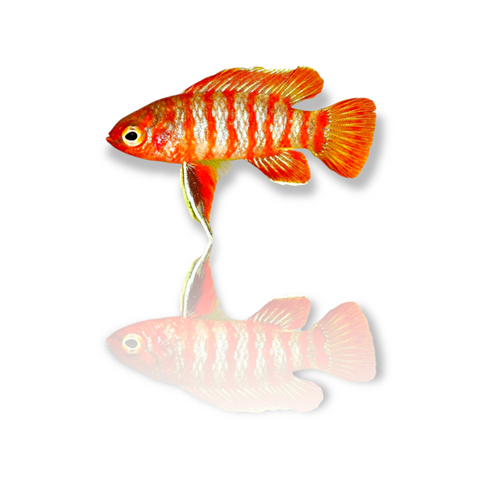 Scarlet Badis (Dario Dario) Live Nano Freshwater Aquarium Fish