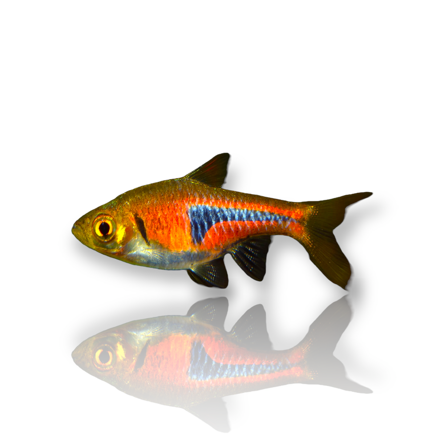 Lambchop Rasbora (Trigonostigma Espei) Live Nano Freshwater Aquarium Fish