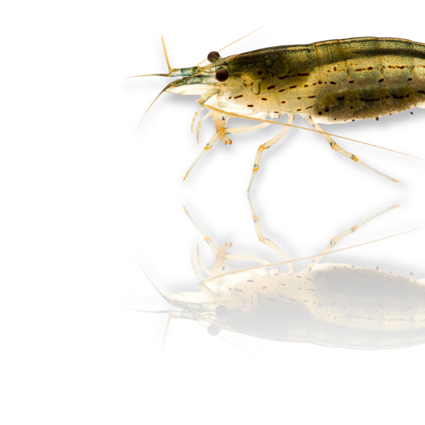Amano Shrimp (Caridina Multidentata) Live Freshwater Aquarium Invertebrate Algae Eater