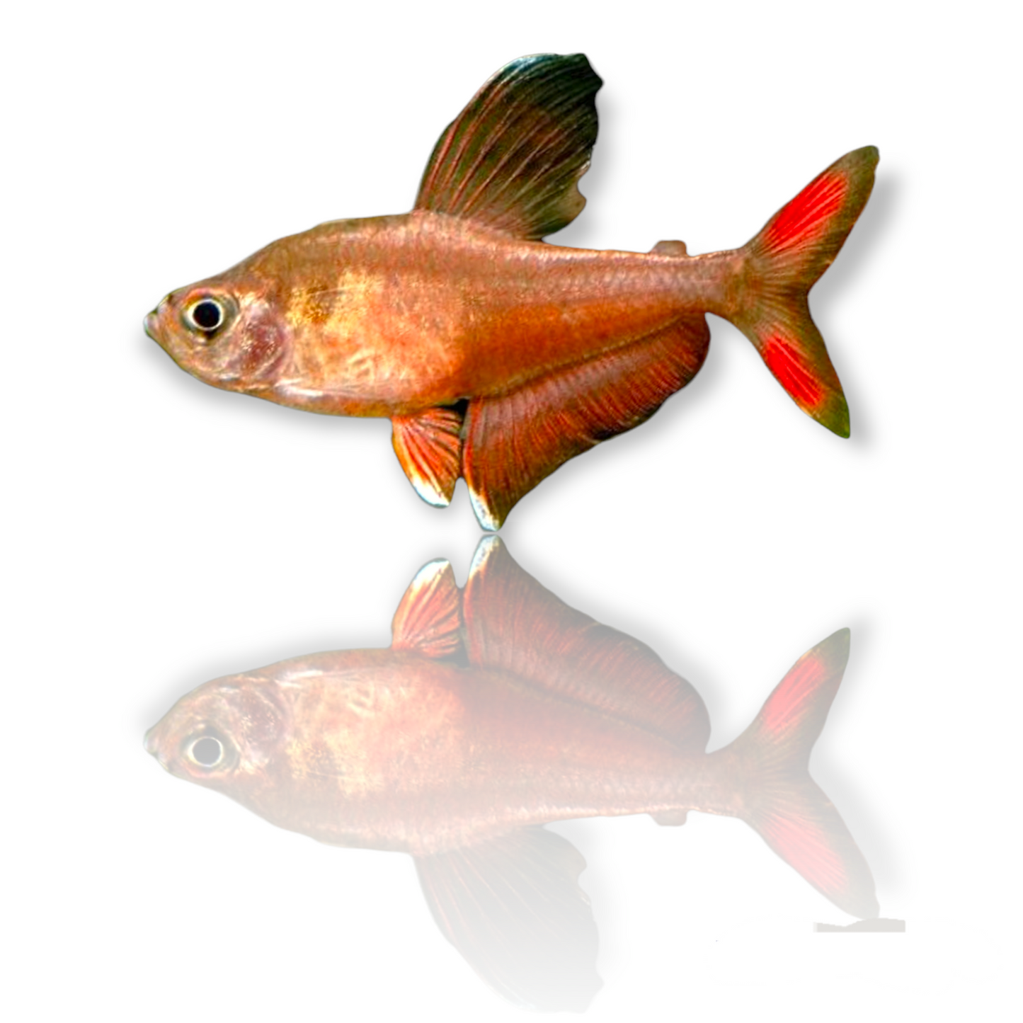 Rosy Tetra (Hyphessobrycon Rosaceus) Live Nano Freshwater Aquarium Fish