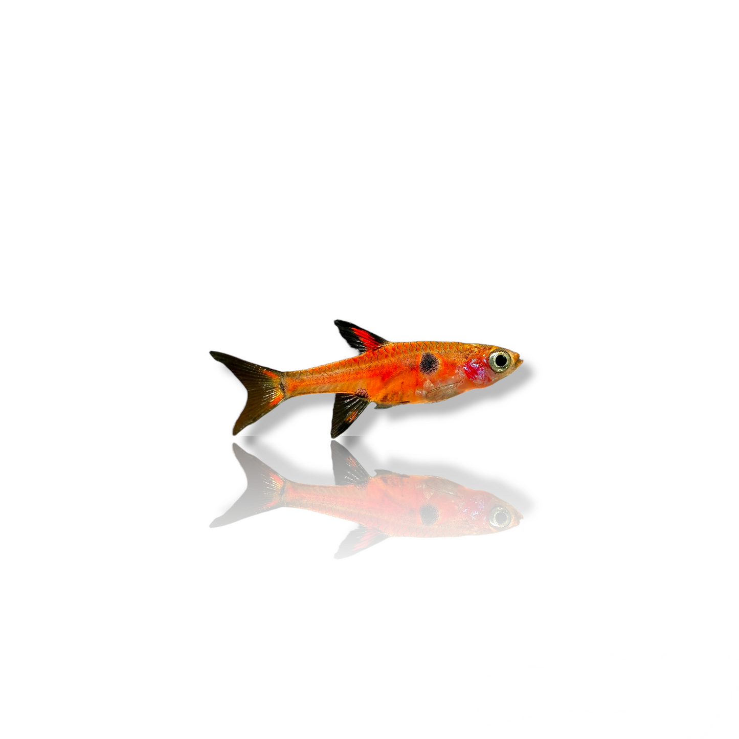 Strawberry Rasbora (Boraras Naevus) Live Nano Freshwater Aquarium Fish