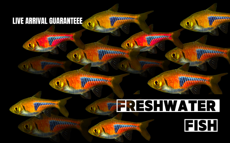 Shop Aquarium Fish