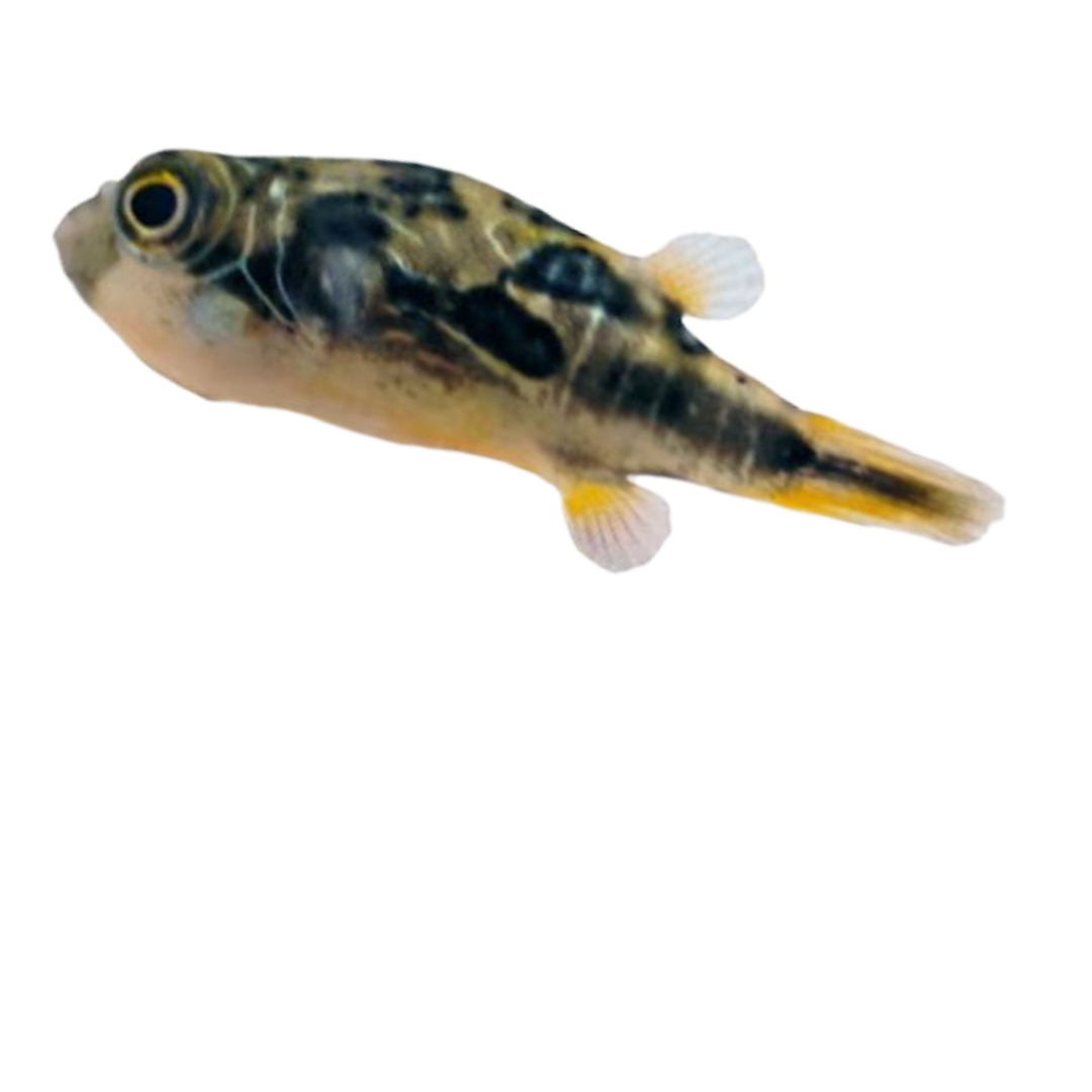 Pea Puffer (Carinotetraodon Travancoricus) Live Nano Freshwater Aquarium Fish