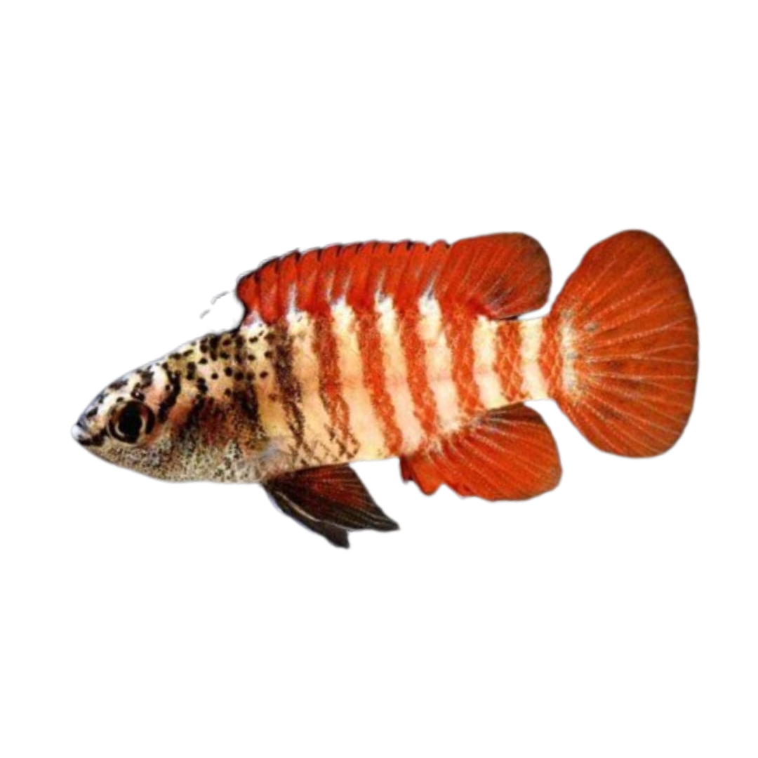 Black Tiger Badis Male (Dario sp. 'Myanmar') Live Nano Freshwater Aqua ...