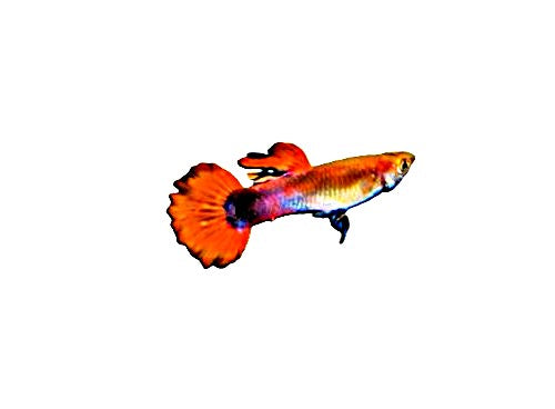 Dwarf Red Flamingo Endler (Poecilia Wingei) Live Nano Freshwater Aquarium Fish