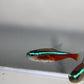 Cardinal Tetra Jumbo (Paracheirodon Axelrodi) Live Nano Freshwater Aquarium Fish