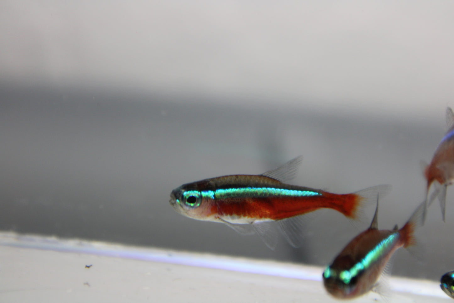 Cardinal Tetra Jumbo (Paracheirodon Axelrodi) Live Nano Freshwater Aquarium Fish