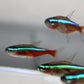 Cardinal Tetra Jumbo (Paracheirodon Axelrodi) Live Nano Freshwater Aquarium Fish