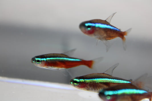 Cardinal Tetra Jumbo (Paracheirodon Axelrodi) Live Nano Freshwater Aquarium Fish