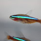 Cardinal Tetra Jumbo (Paracheirodon Axelrodi) Live Nano Freshwater Aquarium Fish