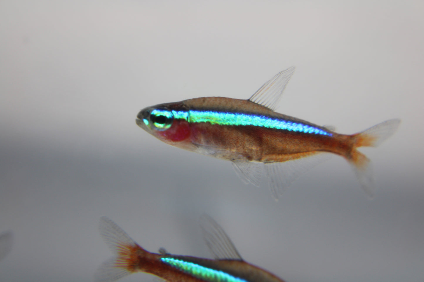 Cardinal Tetra Jumbo (Paracheirodon Axelrodi) Live Nano Freshwater Aquarium Fish