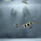 Clown Killifish (Epiplatys annulatus) Live Nano Freshwater Aquarium Fish