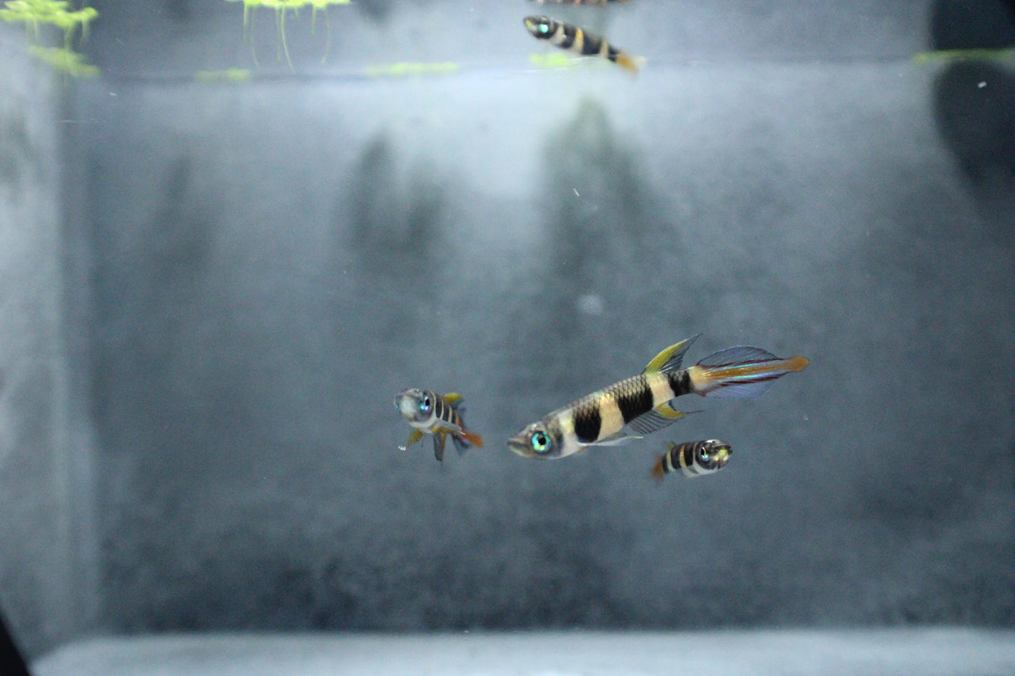 Clown Killifish (Epiplatys annulatus) Live Nano Freshwater Aquarium Fish