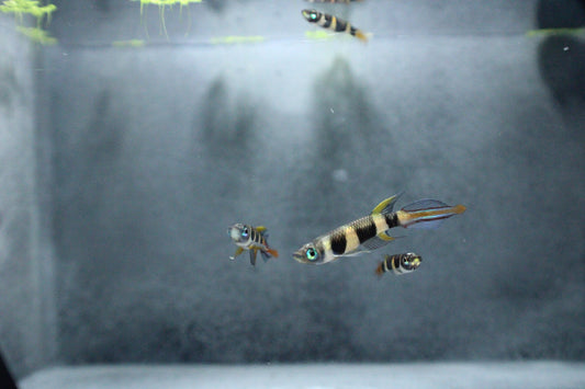 Clown Killifish (Epiplatys annulatus) Live Nano Freshwater Aquarium Fish