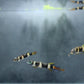 Clown Killifish (Epiplatys annulatus) Live Nano Freshwater Aquarium Fish