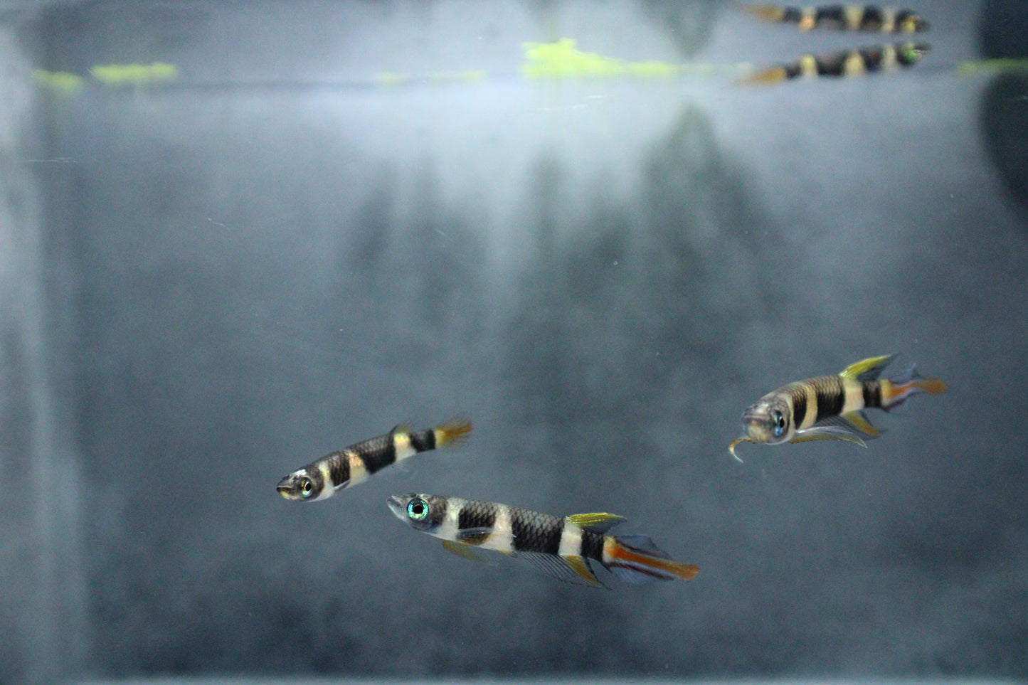 Clown Killifish (Epiplatys annulatus) Live Nano Freshwater Aquarium Fish