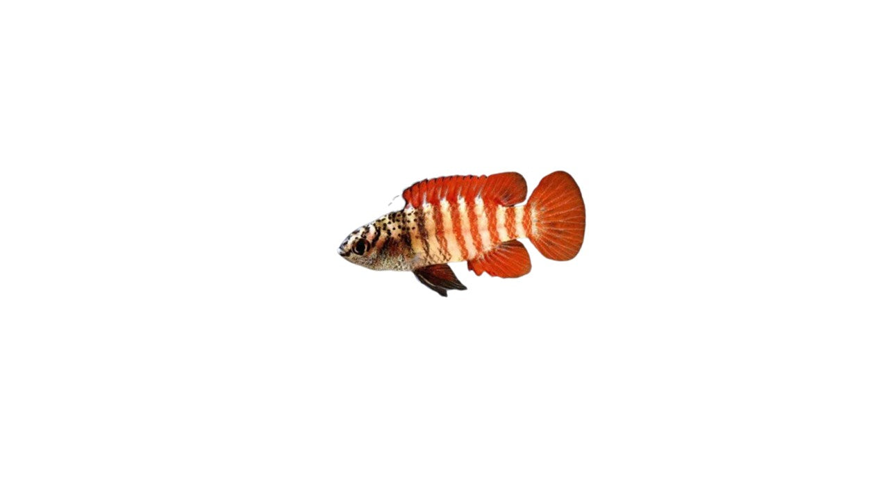 Black Tiger Badis Male (Dario sp. 'Myanmar') Live Nano Freshwater Aquarium Fish