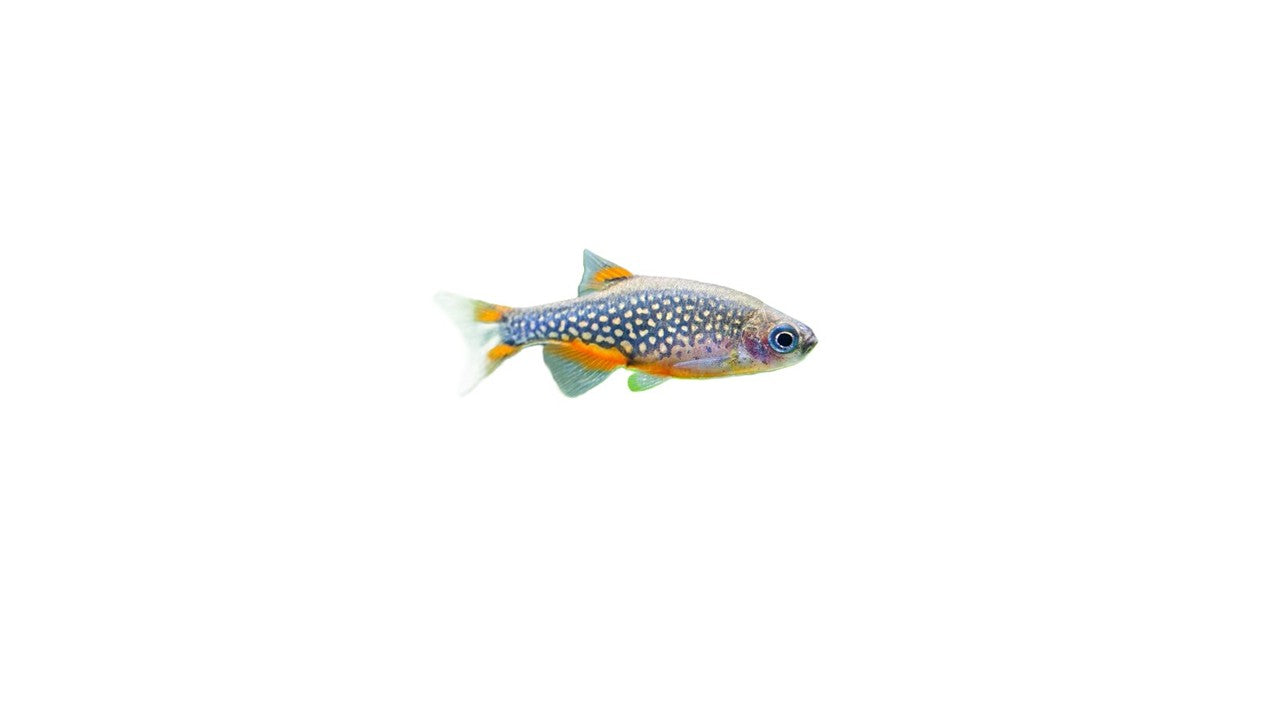 Celestial Pearl Danio (Danio Margaritatus) Live Nano Freshwater Aquarium Fish