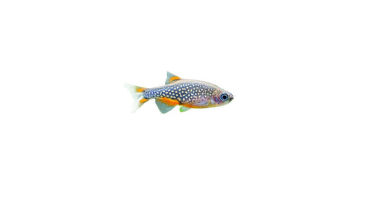 Celestial Pearl Danio (Danio Margaritatus) Live Nano Freshwater Aquarium Fish