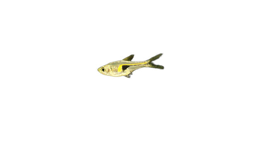 Glowlight Rasbora (Trigonostigma Hengeli) Live Nano Freshwater Aquarium Fish