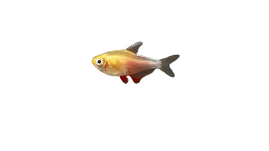 Orange Von Rio (Hyphessobrycon Flameus) Live Nano Freshwater Aquarium Fish