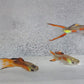 Red Neon Endlers (Poecilia Wingei) Live Nano Freshwater Aquarium Fish