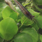 Amano Shrimp (Caridina Multidentata) Live Freshwater Aquarium Invertebrate Algae Eater