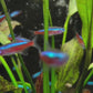 Cardinal Tetra Jumbo (Paracheirodon Axelrodi) Live Nano Freshwater Aquarium Fish