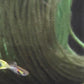 Tiger Endler (Poecilia Wingei) Live Nano Freshwater Aquarium Fish