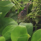 Amano Shrimp (Caridina Multidentata) Live Freshwater Aquarium Invertebrate Algae Eater