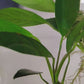 Bulgarian Seal Point Angel Fish (Pterophyllum Scalare) Live Nano Freshwater Aquarium Fish