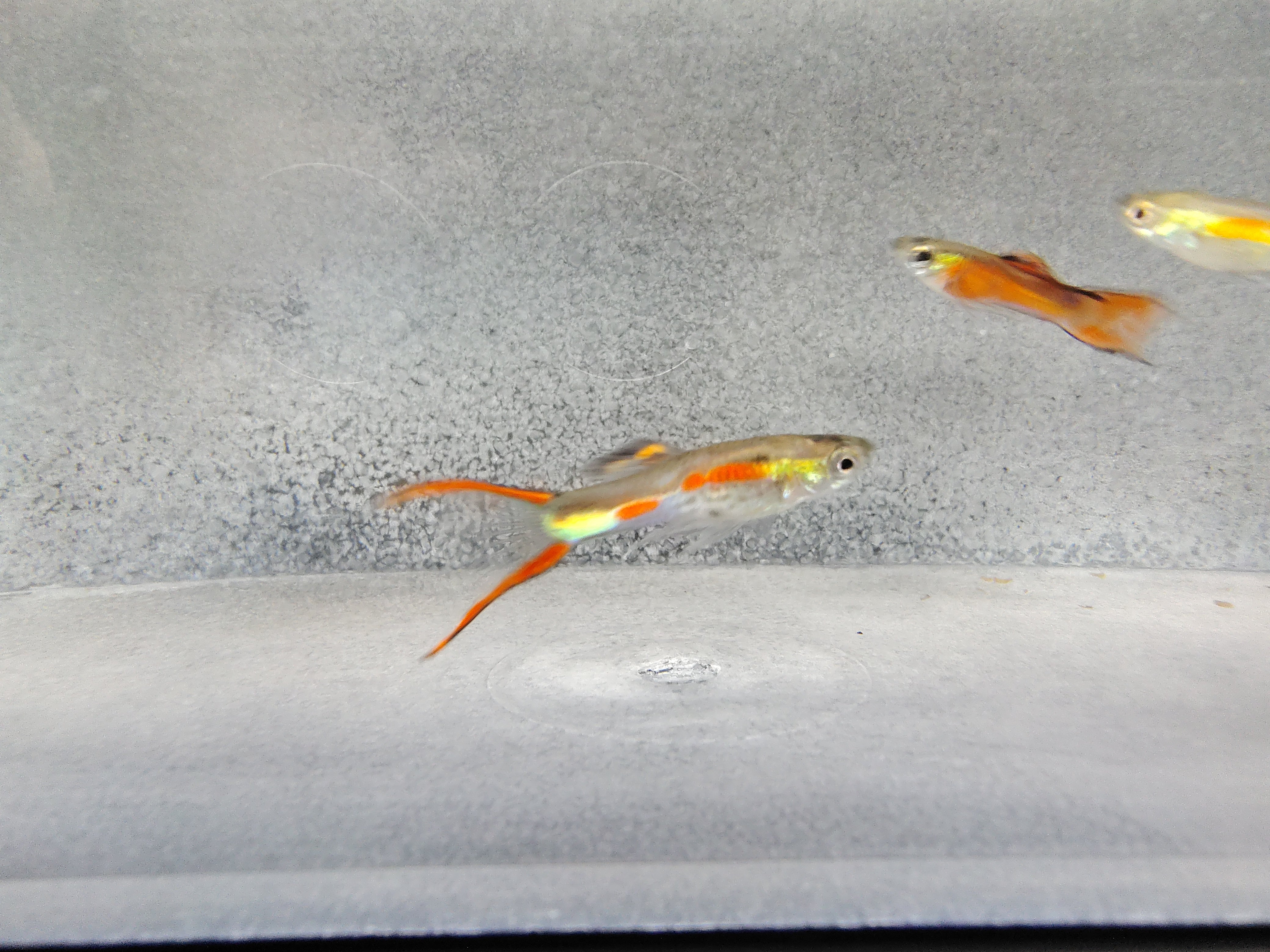 Red Neon Endlers (Poecilia Wingei) Live Nano Freshwater Aquarium Fish ...