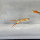 Red Neon Endlers (Poecilia Wingei) Live Nano Freshwater Aquarium Fish