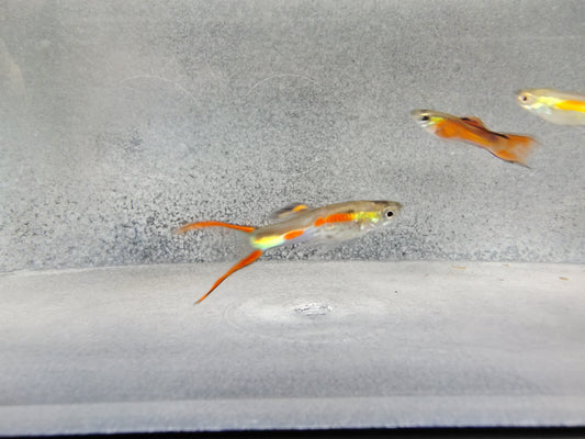 Red Neon Endlers (Poecilia Wingei) Live Nano Freshwater Aquarium Fish