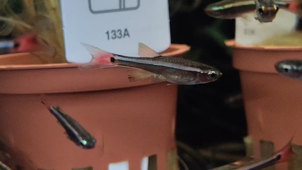 Vietnamese White Cloud (Tanichthys Micagemmae) Live Nano Freshwater Aquarium Fish
