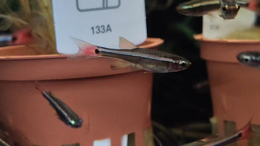 Vietnamese White Cloud (Tanichthys Micagemmae) Live Nano Freshwater Aquarium Fish