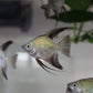 Bulgarian Seal Point Angel Fish (Pterophyllum Scalare) Live Nano Freshwater Aquarium Fish